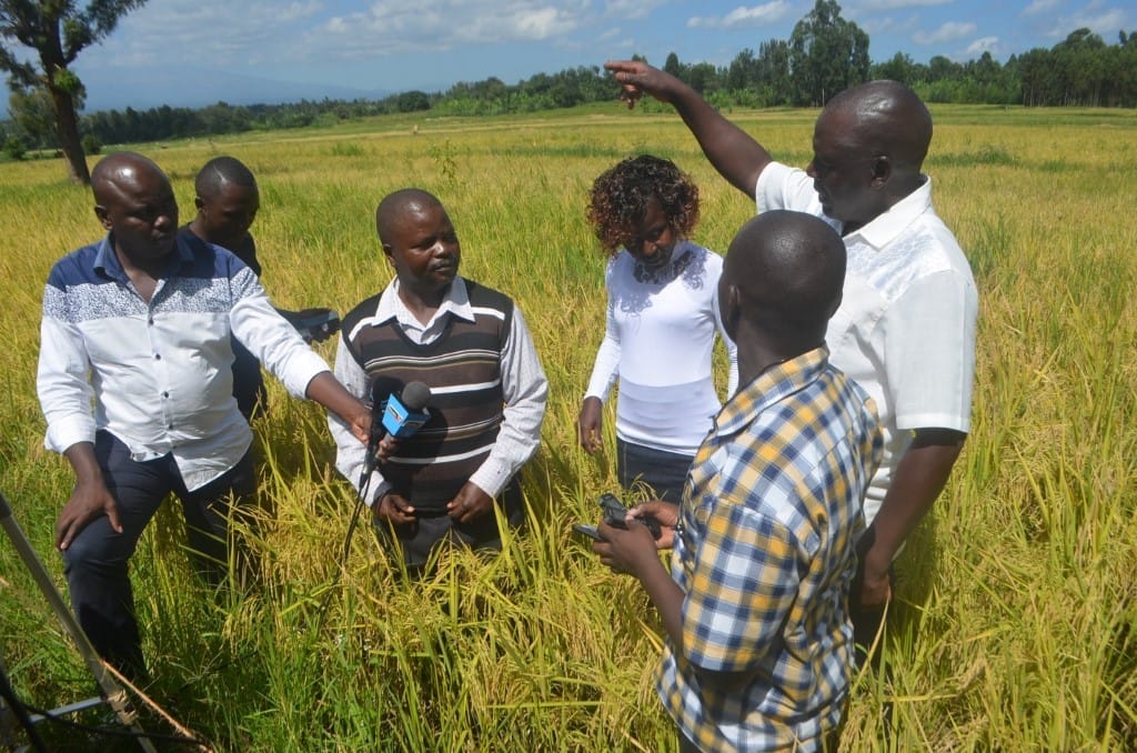 farmers-embrace-high-yielding-hybrid-rice-in-mwea