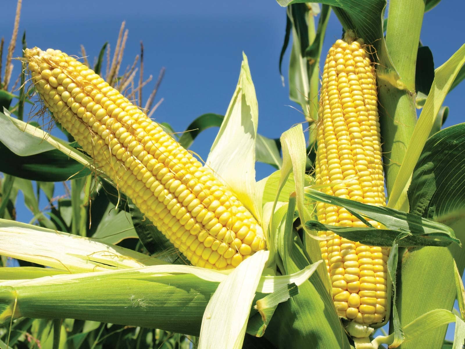 8-tips-to-increase-your-crop-yield