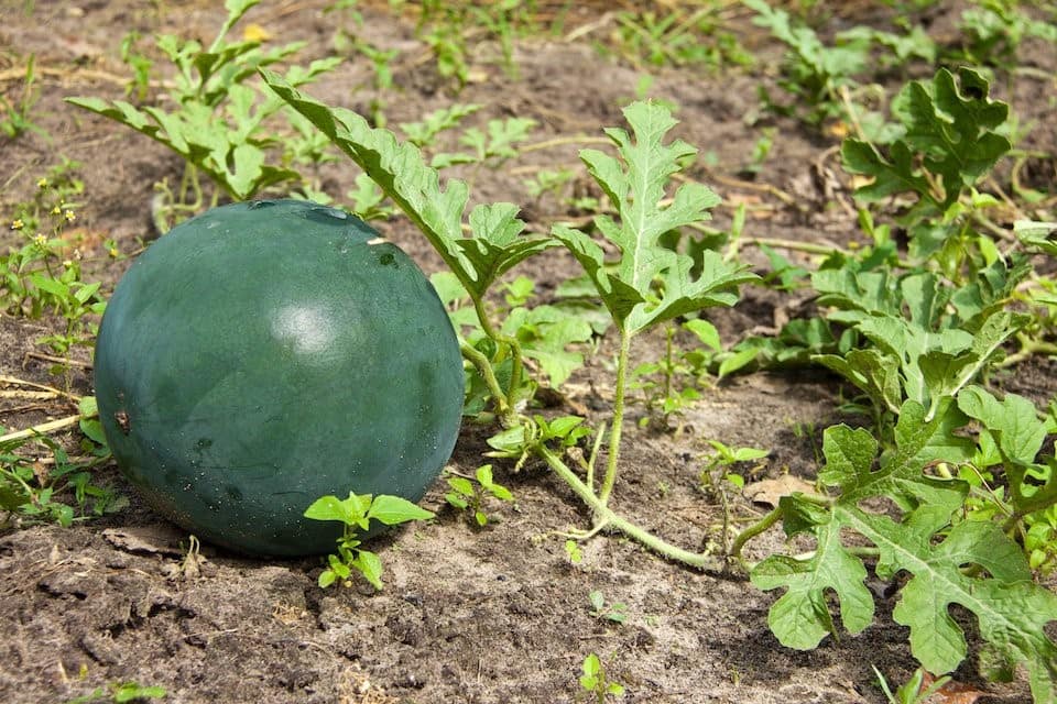 challenges-in-my-watermelon-farming-journey