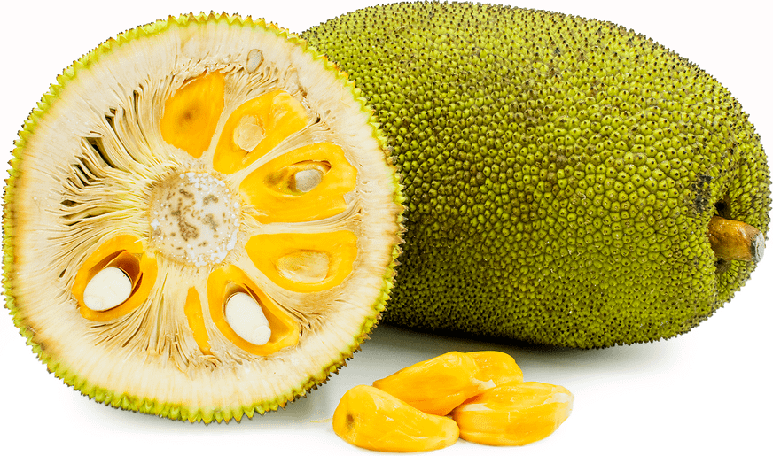 jackfruit-the-largest-edible-fruit