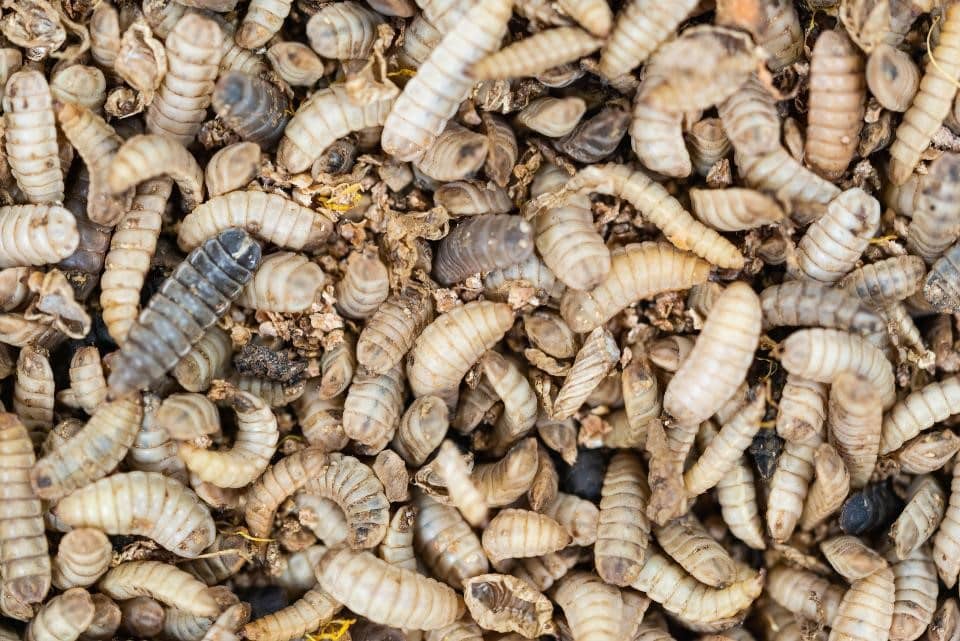 maggots-farming-the-untapped-goldmine