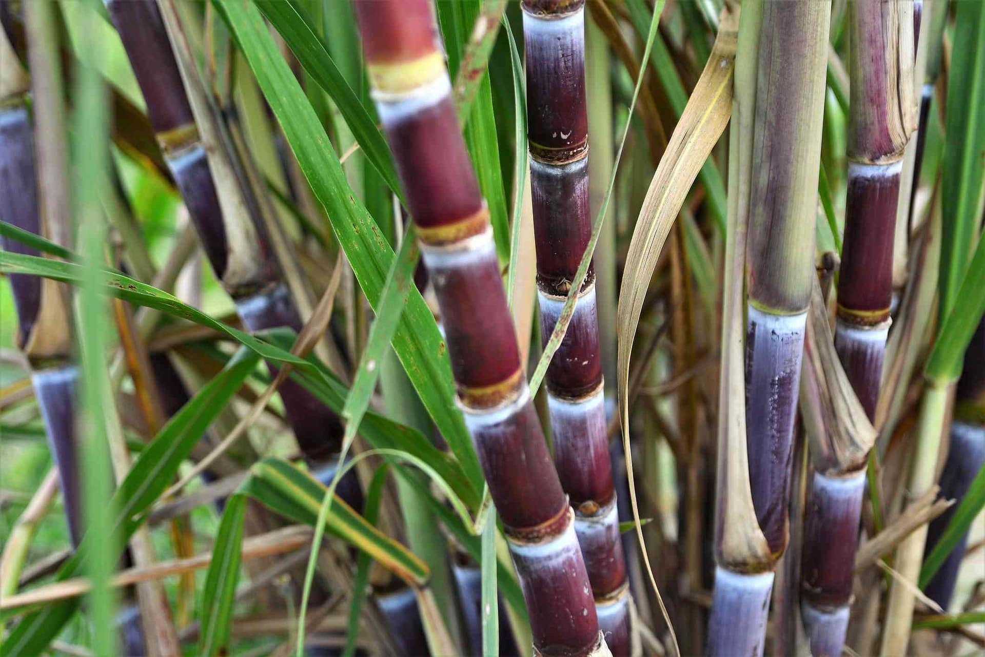 a-boom-for-the-distressed-sugarcane-farmers