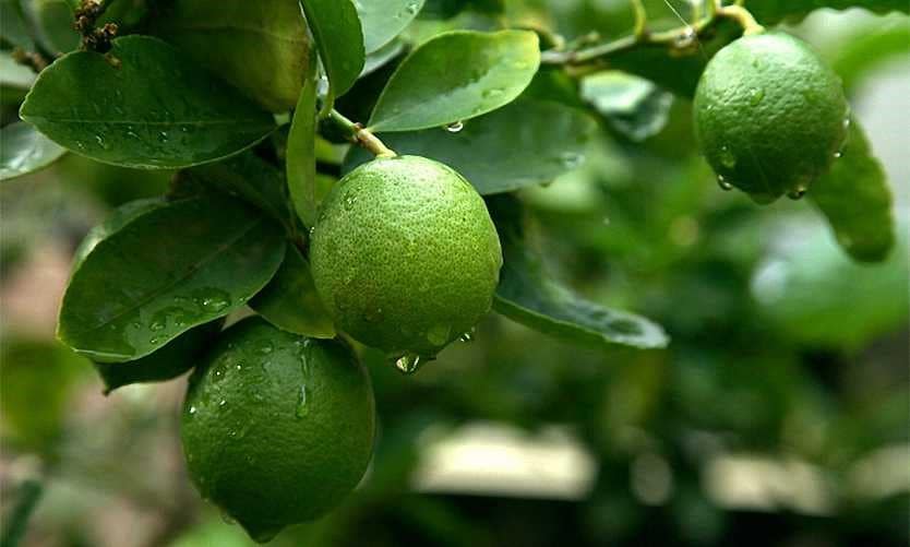 additional-benefits-of-a-lemon-fruits-besides-health