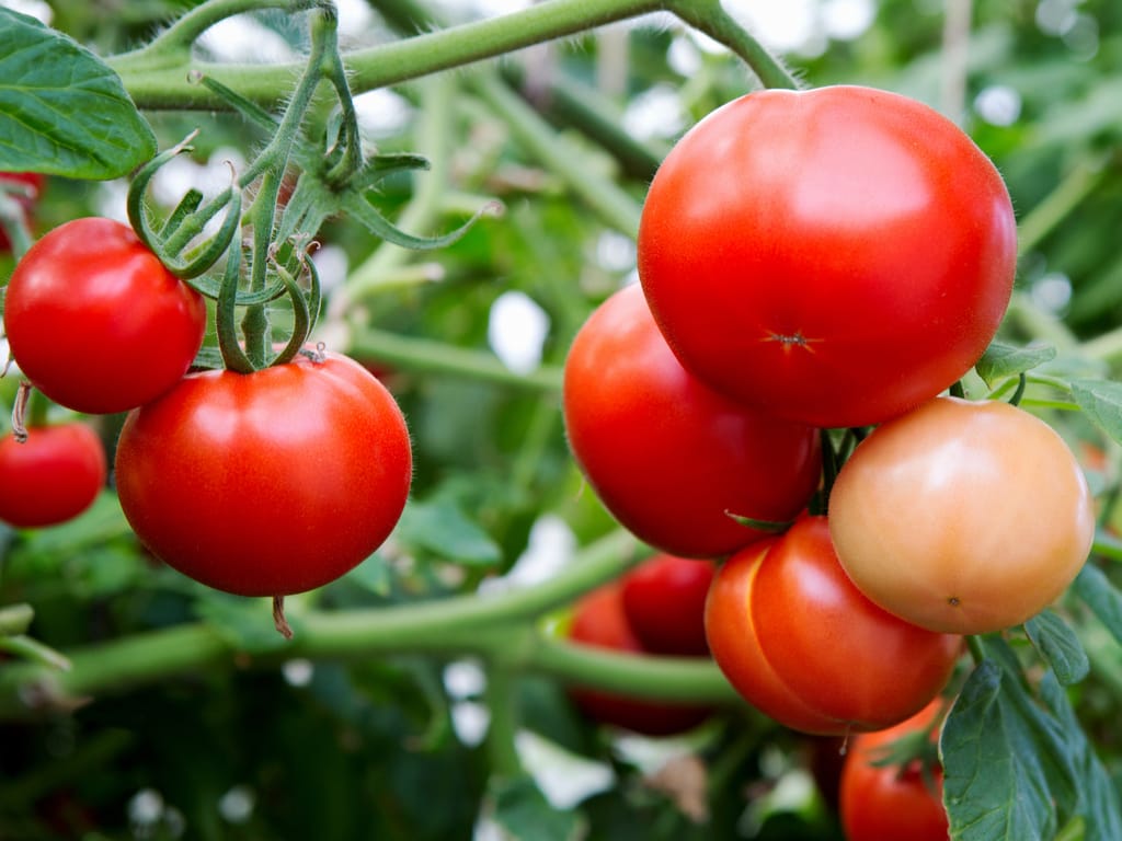 what-to-avoid-in-tomato-farming
