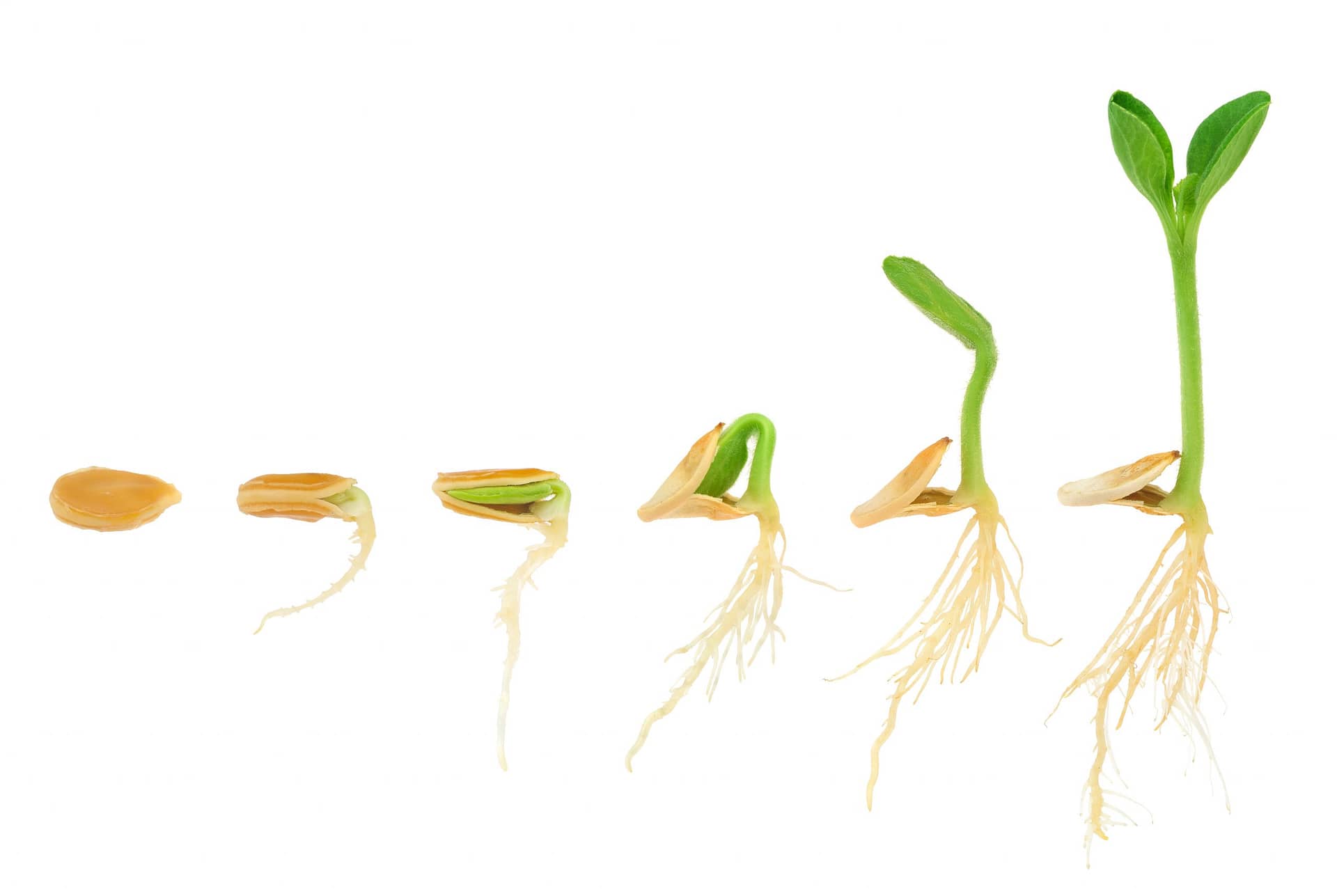 3-techniques-that-can-overcome-seed-dormancy
