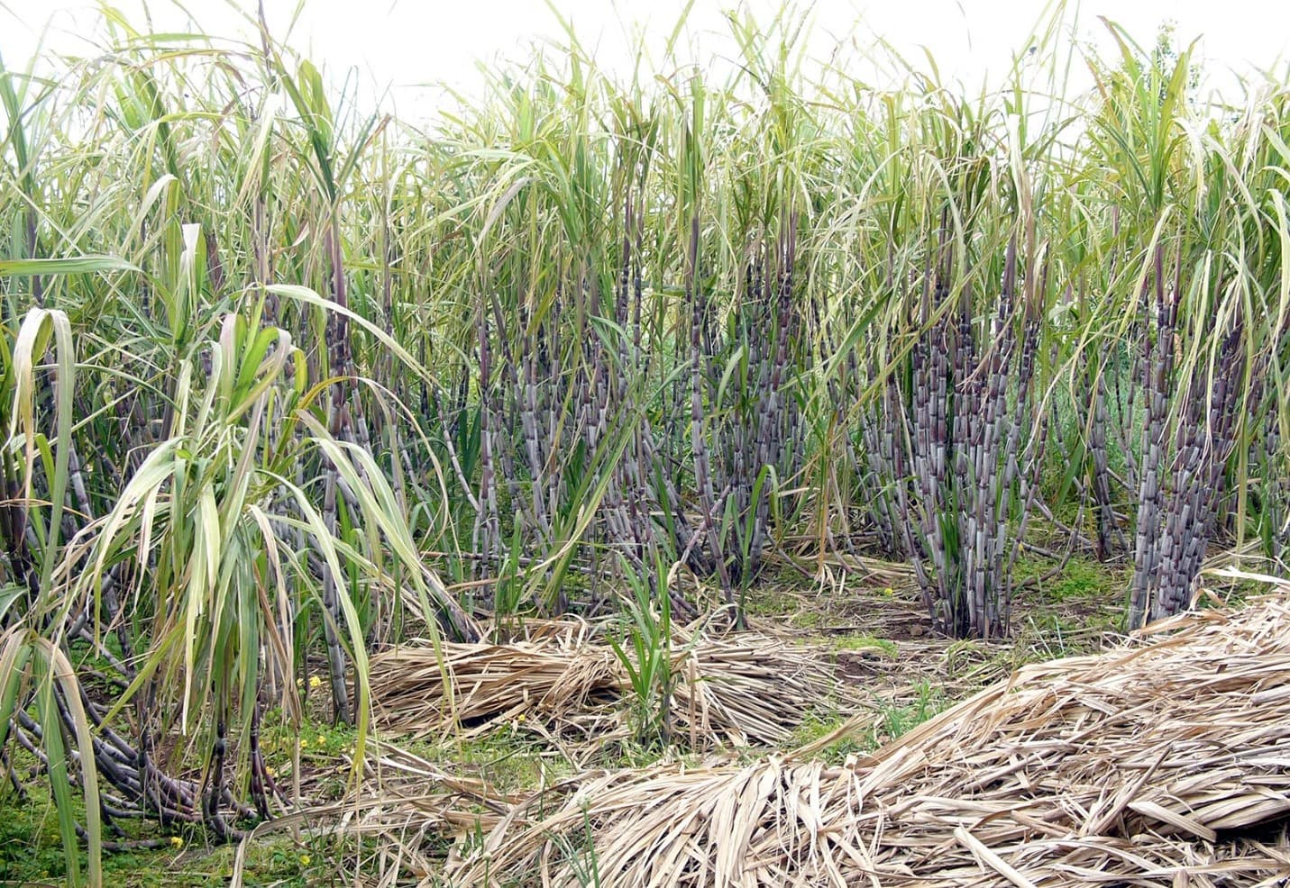 cheap-sugar-imports-hurting-local-millers-say-western-leaders