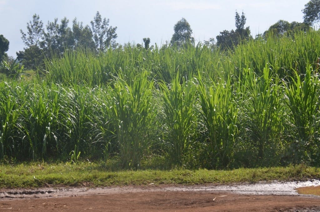 farmers-pleased-with-current-sony-sugar-mill-status