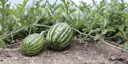 my-journey-to-happiness-through-watermelon-farming
